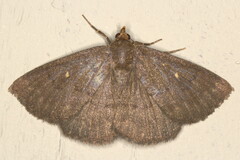 Calesia xanthognatha