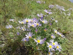 Aster biennis