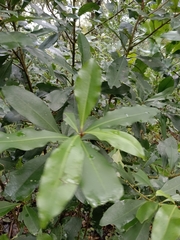 Ardisia sieboldii