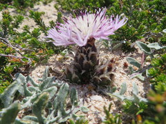 Centaurea pumilio