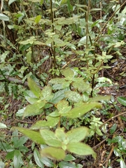 Rhododendron oldhamii