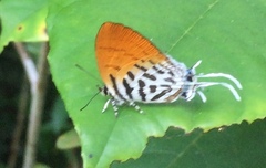 Drupadia ravindra moorei