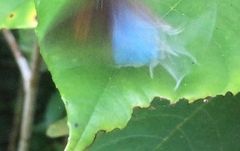 Drupadia ravindra moorei