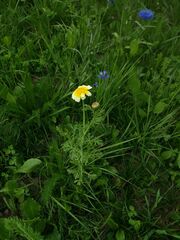Glebionis coronaria