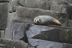 Arctocephalus forsteri