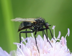 Empis tessellata