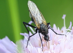 Empis tessellata