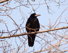 Corvus frugilegus