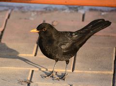 Turdus merula