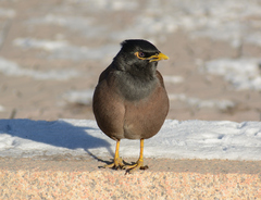 Acridotheres tristis