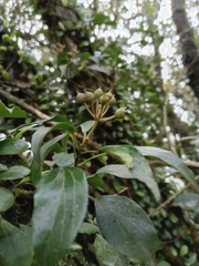 Hedera rhombea