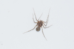 Scytodes thoracica