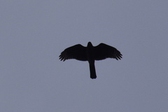 Accipiter nisus