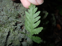 Tectaria devexa