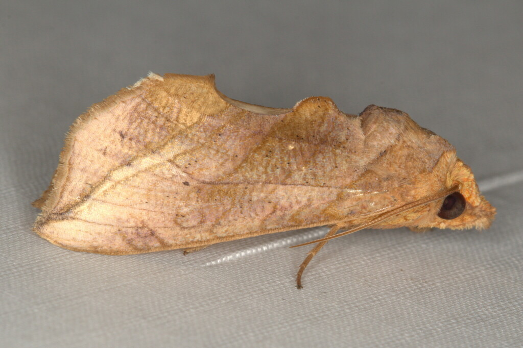 Oraesia triobliqua