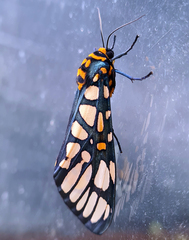 Aglaomorpha plagiata