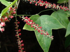 Deeringia amaranthoides