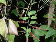 Deeringia amaranthoides
