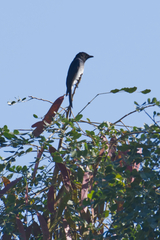 Dicrurus caerulescens