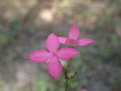 Kohautia grandiflora image