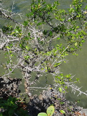 Commiphora