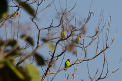 Psittacula cyanocephala