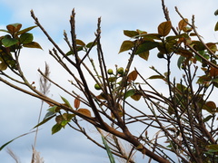 Ficus erecta beecheyana