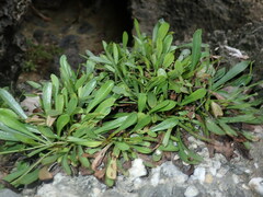 Limonium sinense