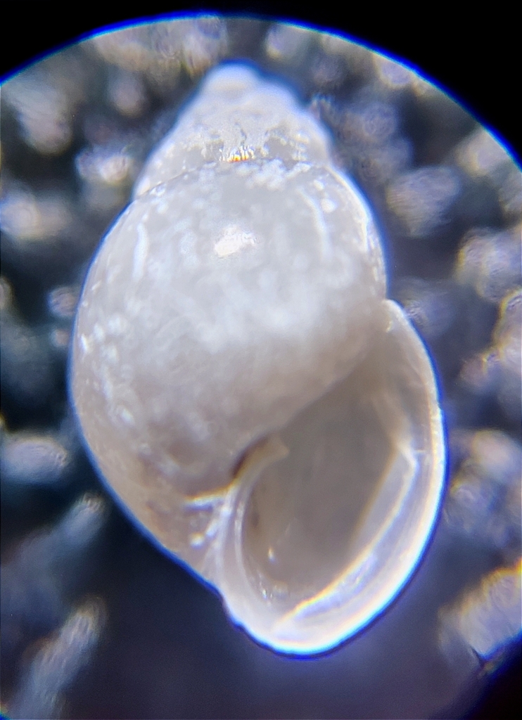 Brachystomia minutiovum