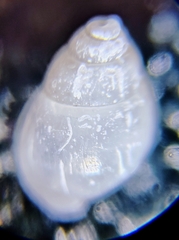 Brachystomia minutiovum