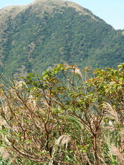 Ficus erecta beecheyana