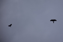 Accipiter nisus