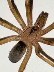 Filistata insidiatrix