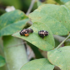 Cheilomenes sexmaculata