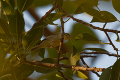 Phylloscopus trochiloides