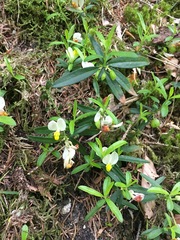 Polygaloides chamaebuxus