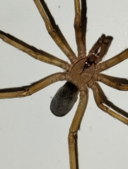 Filistata insidiatrix