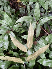Diplazium donianum