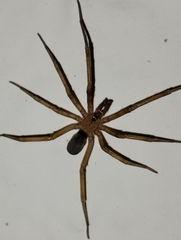 Filistata insidiatrix