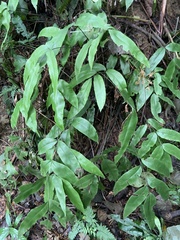 Diplazium donianum