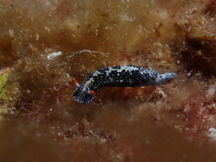 Hypselodoris saintvincentius