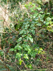 Causonis corniculata