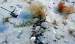Notolabrus parilus