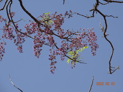 Philenoptera laxiflora