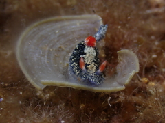 Hypselodoris saintvincentius
