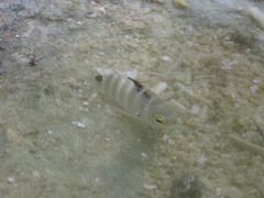 Abudefduf septemfasciatus