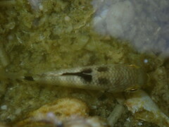 Abudefduf septemfasciatus