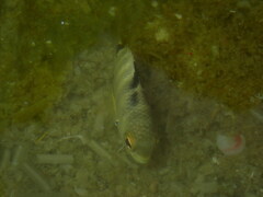 Abudefduf septemfasciatus