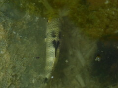 Abudefduf septemfasciatus