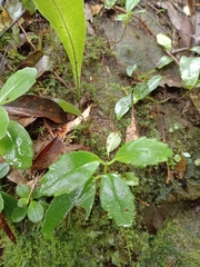 Lysionotus pauciflorus